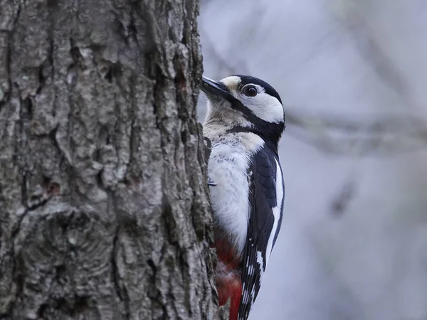 Great spotted woodpecker (Dendrocopos major) — Stock Photo, Image
