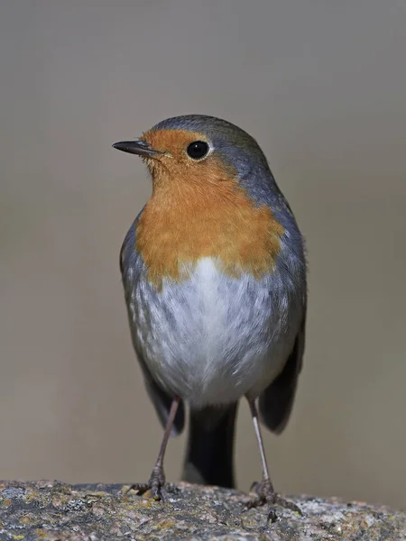 欧洲知更鸟（Erithacus rubecula）) — 图库照片