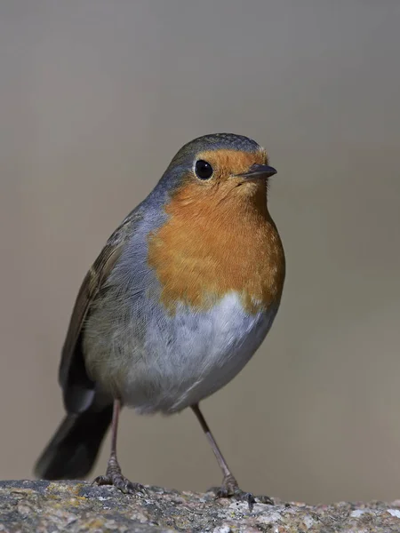 Európai vörösbegy (Erithacus rubecula)) — Stock Fotó