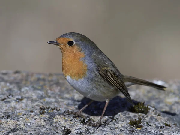 Robin europeu (Erithacus rubecula) — Fotografia de Stock