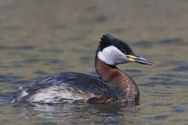 Kızıl boyunlu batağan (Podiceps grisegena)