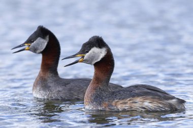 Kızıl boyunlu batağan (Podiceps grisegena)