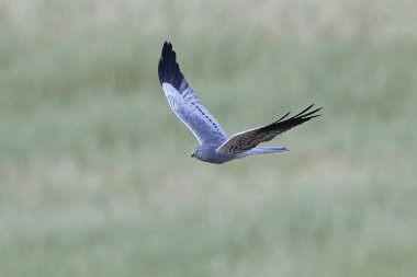Montagus harrier (Circus pygargus)