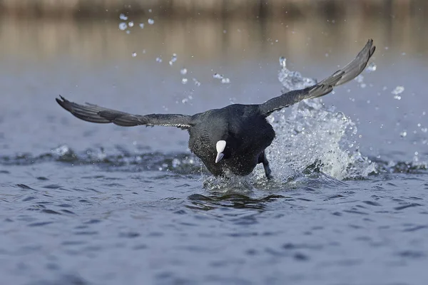 Eurasian coot (Fulica atra) — Stock Photo, Image