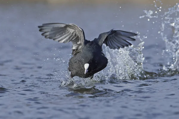 Eurasian coot (Fulica atra) — Stock Photo, Image