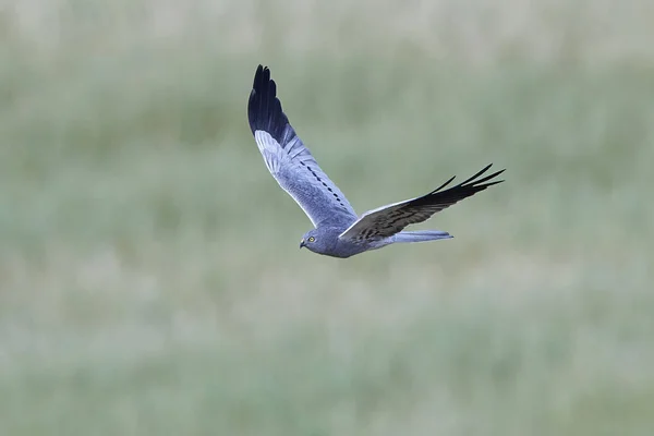 Harrier montagnard (Circus pygargus) ) — Photo