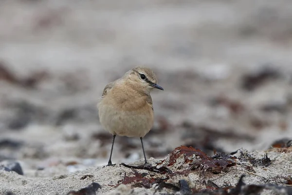 Isabelline Wheatear Seu Habitat Natural Praia — Fotografia de Stock