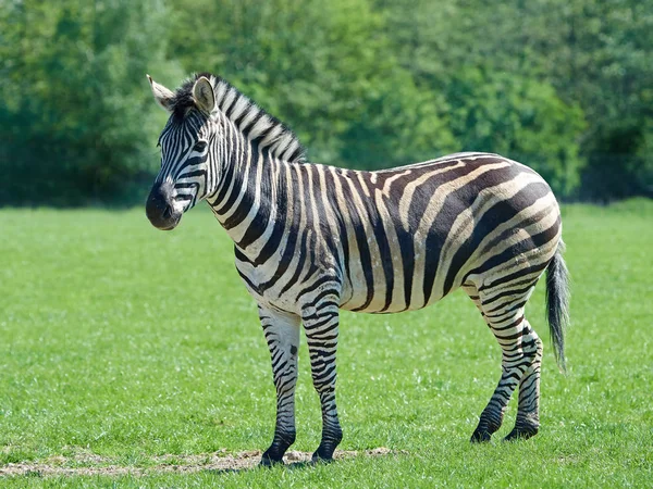 平原斑马 （equus burchelli chapmani) — 图库照片