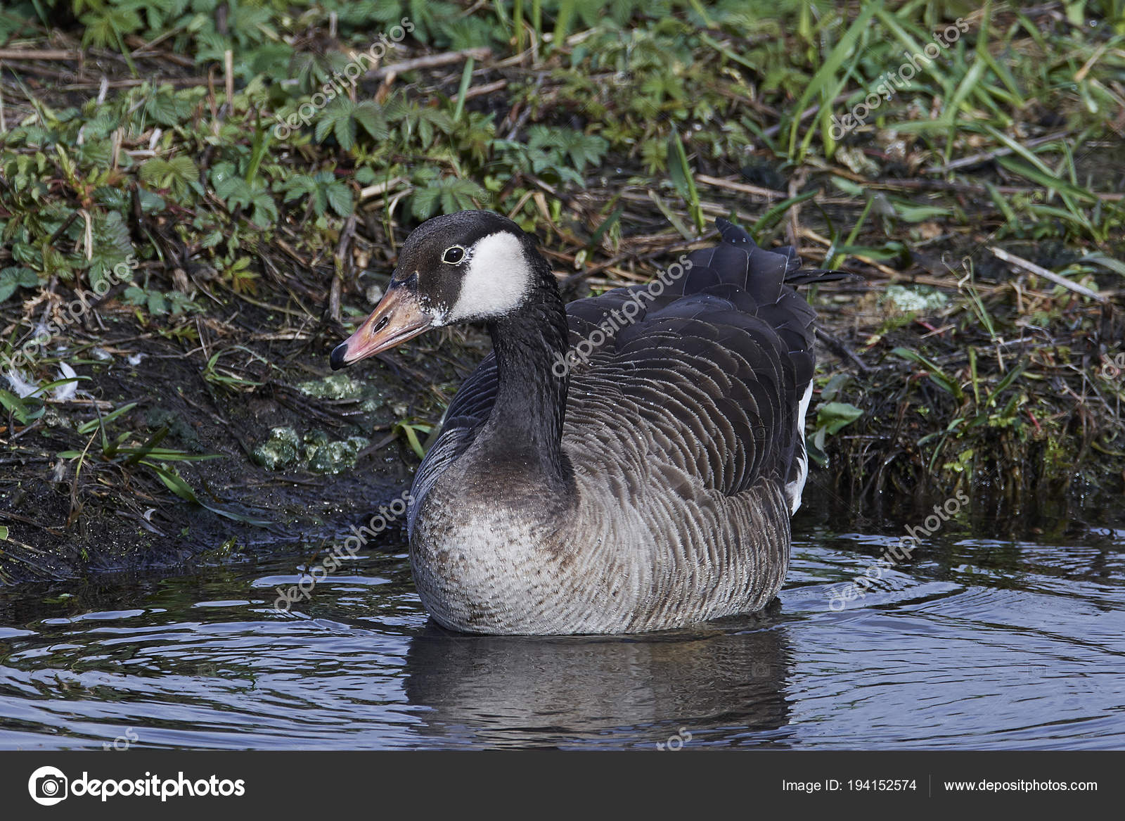 canada goose natural habitat canada goose natural habitat