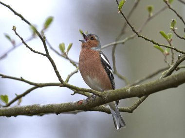 Chaffinch (Fringilla coelebs)