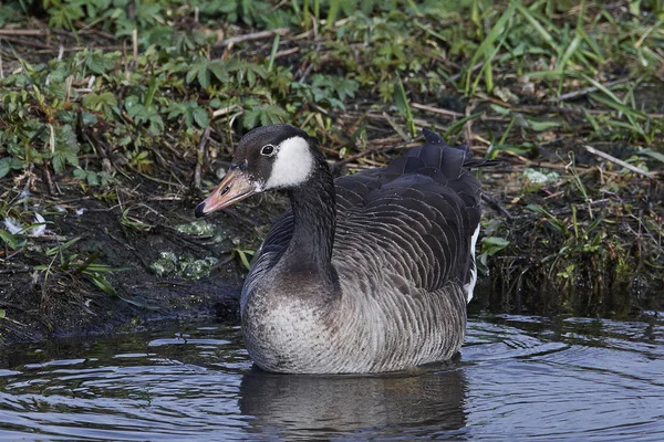 Canada Goose Hybrid with Greylag Goose — Stock Photo, Image