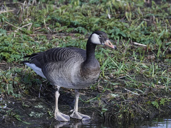 Canada Goose and Greylag Goose hybrid — Stock Photo, Image