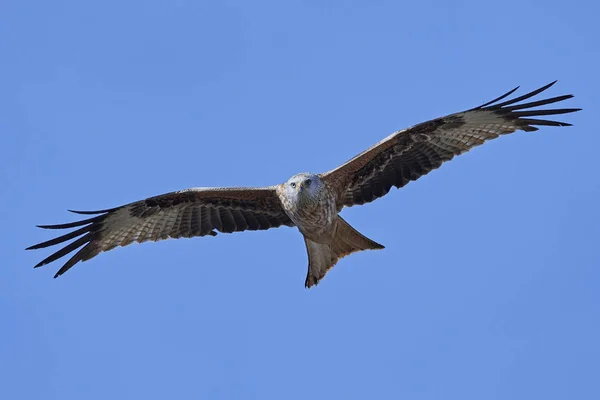 Kırmızı Uçurtma (Milvus milvus) — Stok fotoğraf