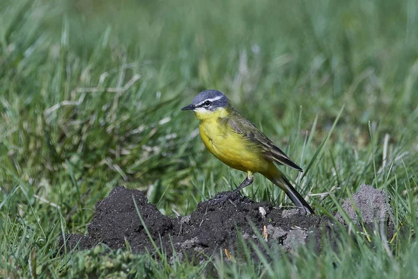 Западно-жёлтый хвостик (Motacilla flava ) — стоковое фото