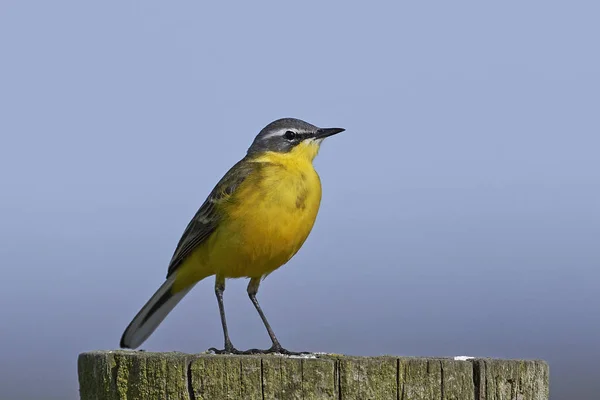 Coda mozza gialla occidentale (Motacilla flava ) — Foto Stock