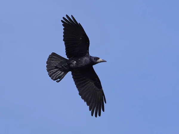Rook (corvus frugilegus)) — Stockfoto