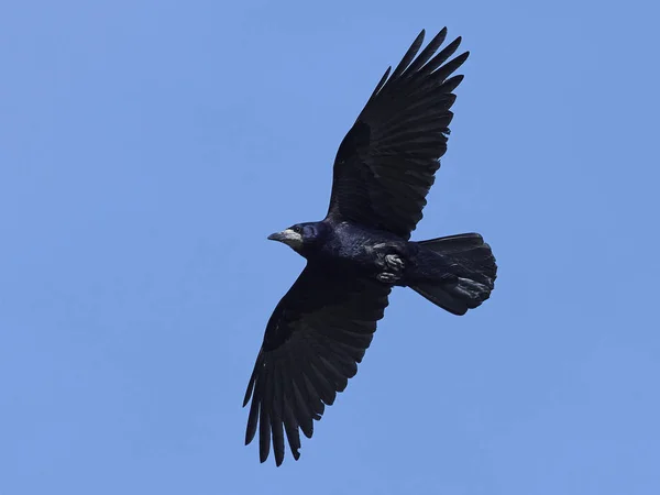 Råka (Corvus frugilegus) — Stockfoto