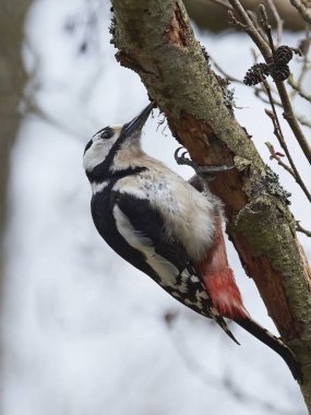Büyük Benekli Ağaçkakan (Dendrocopos major)
