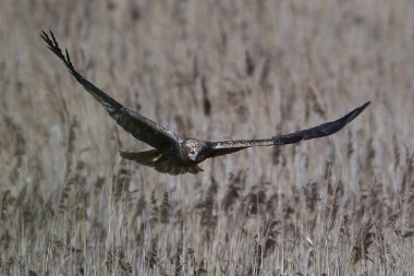 Batı marsh harrier (sirk aeruginosus)