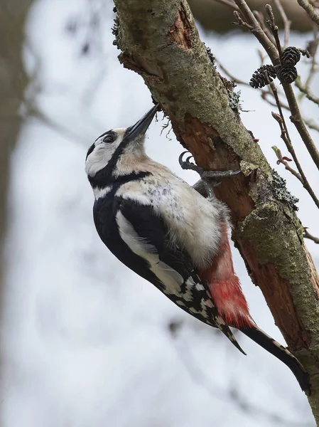 Great spotted woodpecker (Dendrocopos major) — Stock Photo, Image