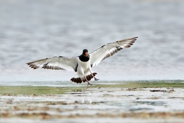 Avrasya istiridye yakalayıcısı (Haematopus ostralegus)