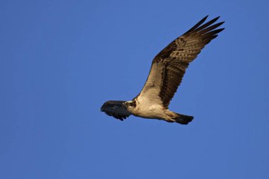 Sorguç (pandion haliaetus)
