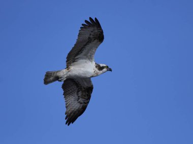 Sorguç (pandion haliaetus)
