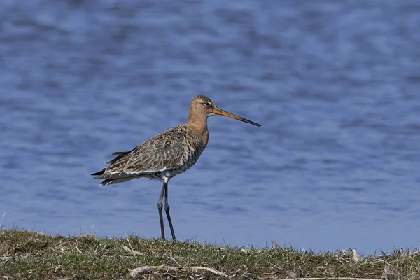 Godwit de cola negra (limosa limosa ) — Foto de Stock