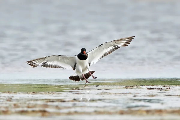 Captador de ostras euroasiático (Haematopus ostralegus) — Foto de Stock