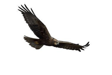 Batı marsh harrier (sirk aeruginosus)