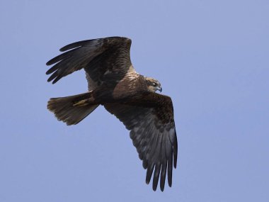 Batı marsh harrier (sirk aeruginosus)
