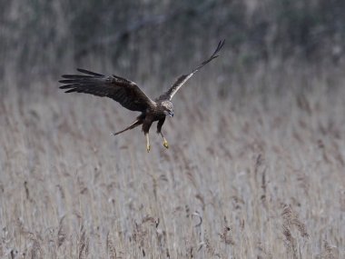 Batı marsh harrier (sirk aeruginosus)