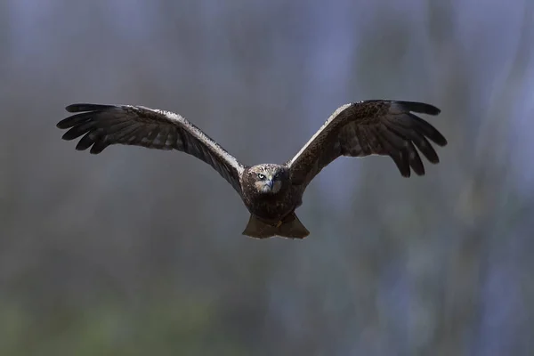 Harrier pântano ocidental (Circus aeruginosus ) — Fotografia de Stock