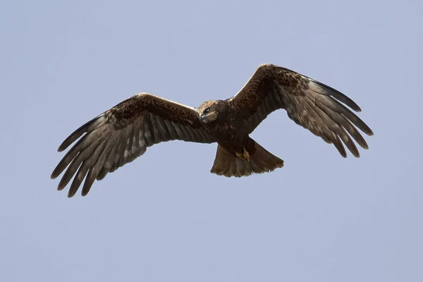 Moták pochop (circus aeruginosus) — Stock fotografie