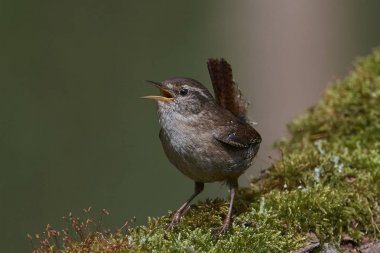 Avrasya çalıkuşu (Troglodit trogloditleri)