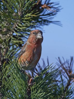 Parrot crossbill (Loxia pytyopsittacus) clipart