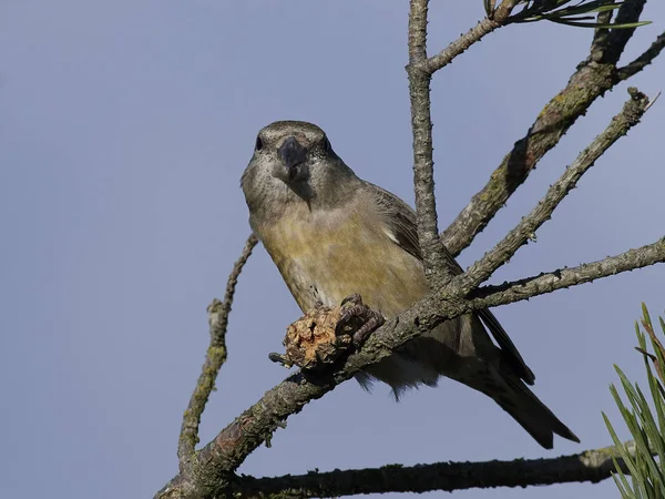 Ponto de cruz de papagaio (Loxia pytyopsittacus ) — Fotografia de Stock