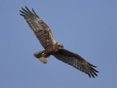 Batı marsh harrier (sirk aeruginosus)