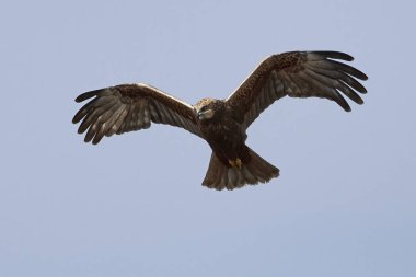 Batı marsh harrier (sirk aeruginosus)
