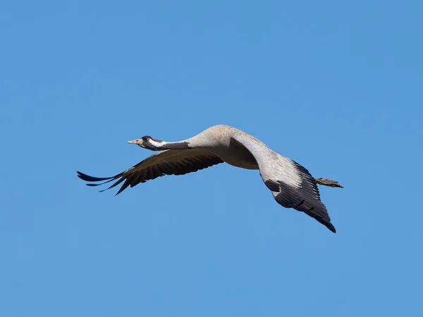 Общий кран (Grus grus ) — стоковое фото