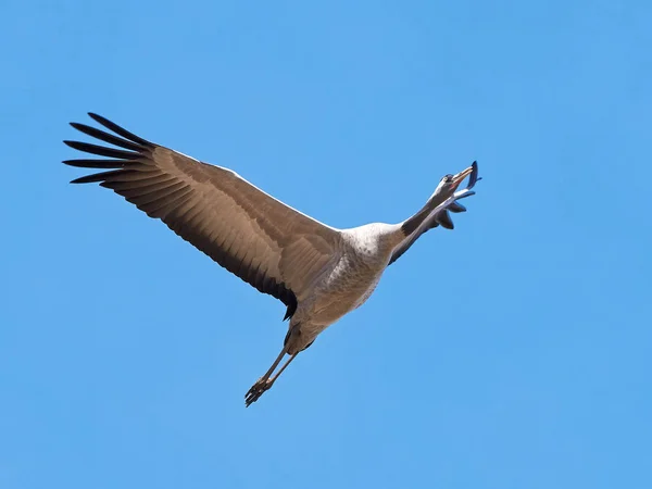 Grúa común (Grus grus ) — Foto de Stock