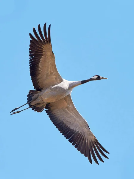 Grúa común (Grus grus ) — Foto de Stock