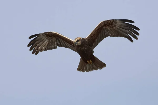 Batı marsh harrier (sirk aeruginosus) — Stok fotoğraf