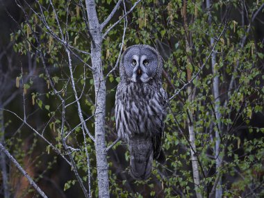 Büyük Gri Baykuş (Strix nebulosa)