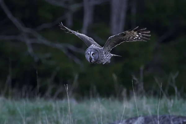 Büyük Gri Baykuş (Strix nebulosa) — Stok fotoğraf