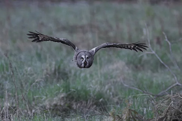 Grande Gufo Grigio Nel Suo Habitat Naturale Svezia — Foto Stock