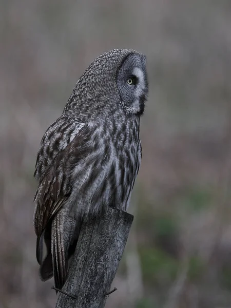 Grand Duc Gris Dans Son Habitat Naturel Suède — Photo