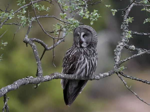 Grand Duc Gris Dans Son Habitat Naturel Suède — Photo