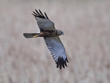 Binturongun doğal yaşam ortamı içinde Batı marsh harrier
