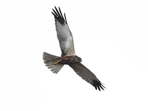 Binturongun Doğal Yaşam Ortamı Içinde Batı Marsh Harrier — Stok fotoğraf
